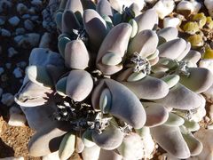 Gibbaeum pubescens