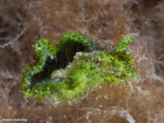 Elysia manriquei