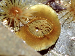Isactinia olivacea