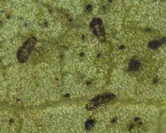 Corythucha floridana