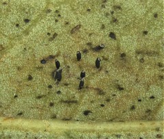 Corythucha floridana