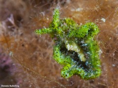Elysia manriquei