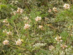 Indigofera jucunda