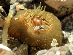 Isactinia olivacea