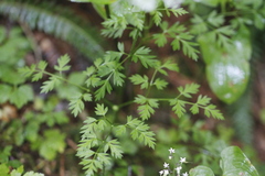 Ligusticum calderi