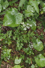 Ligusticum calderi