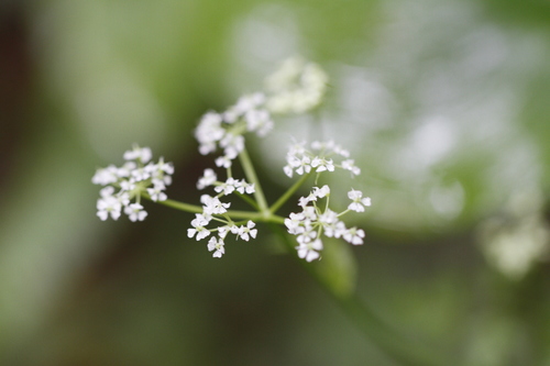 Image of Ligusticum calderi by (c) J Straka, some rights reserved (CC BY)