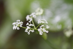 Ligusticum calderi