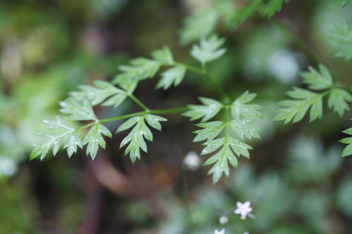 Image of Ligusticum calderi by (c) J Straka, some rights reserved (CC BY)