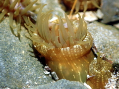 Isactinia olivacea