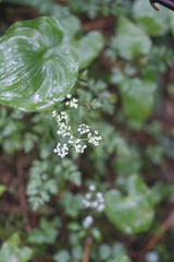 Ligusticum calderi