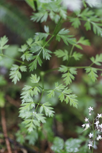 Image of Ligusticum calderi by (c) J Straka, some rights reserved (CC BY)