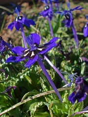 Lapeirousia oreogena