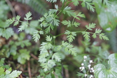 Ligusticum calderi