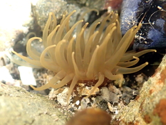 Isactinia olivacea