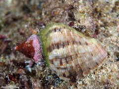 Stramonita haemastoma