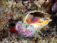 Stramonita haemastoma