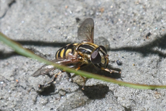 Helophilus obscurus