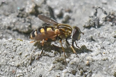 Helophilus obscurus