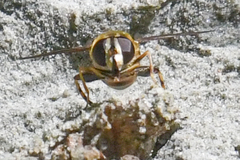 Helophilus obscurus