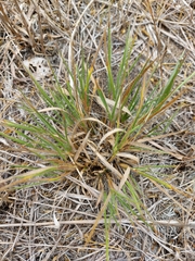 Dichanthelium wilcoxianum