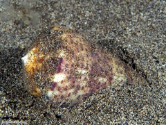 Conus canariensis