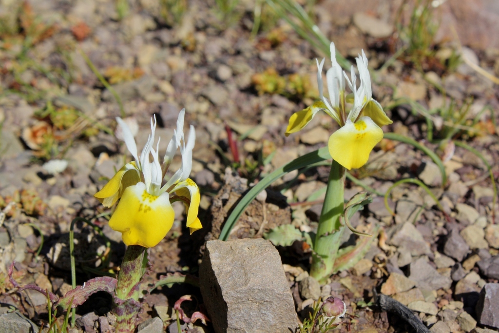 Moraea flava