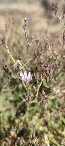 Lactuca palmensis image