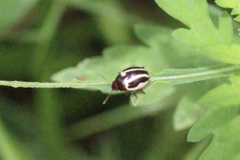 Zygogramma suturalis