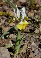 Moraea flava