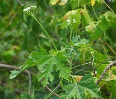 Cnidoscolus multilobus
