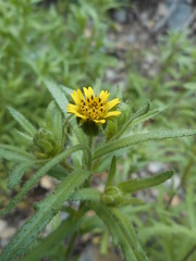 Layia hieracioides