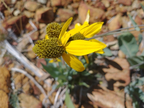 Image of Rudbeckia glaucescens by no rights reserved