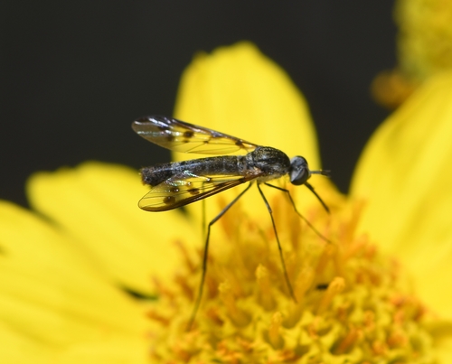Thevenetimyia affinis