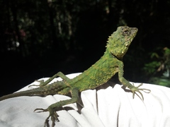 Mocquard's Eyebrow Lizard photo 5