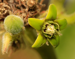 Raphionacme galpinii