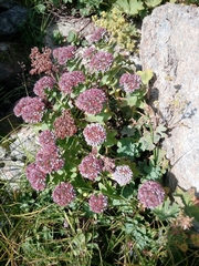 Hylotelephium anacampseros