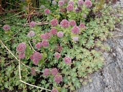 Hylotelephium anacampseros