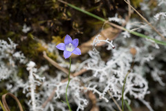 Wahlenbergia violacea