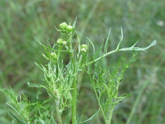 Jacobaea borysthenica