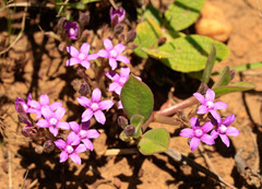 Raphionacme hirsuta