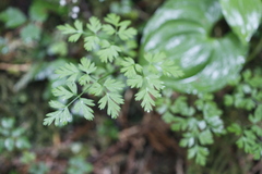 Ligusticum calderi