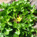Ranunculus trilobus - Photo Javier martin, sin restricciones conocidas de derechos (dominio público)
