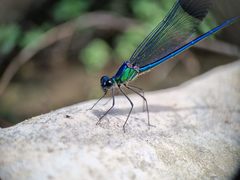 Calopteryx syriaca