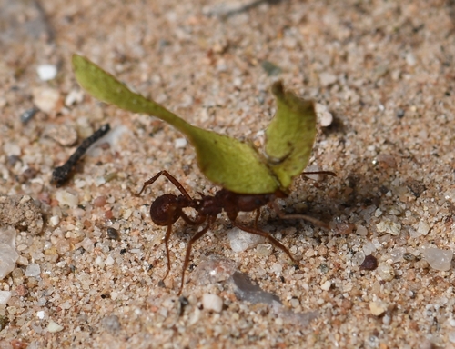 Desert Leaf-cutter Ant photo 6