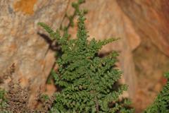 Cheilanthes parviloba