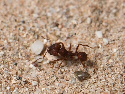 Desert Leaf-cutter Ant photo 5