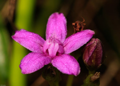 Raphionacme hirsuta