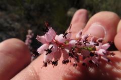 Erica petraea