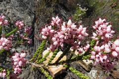 Erica petraea